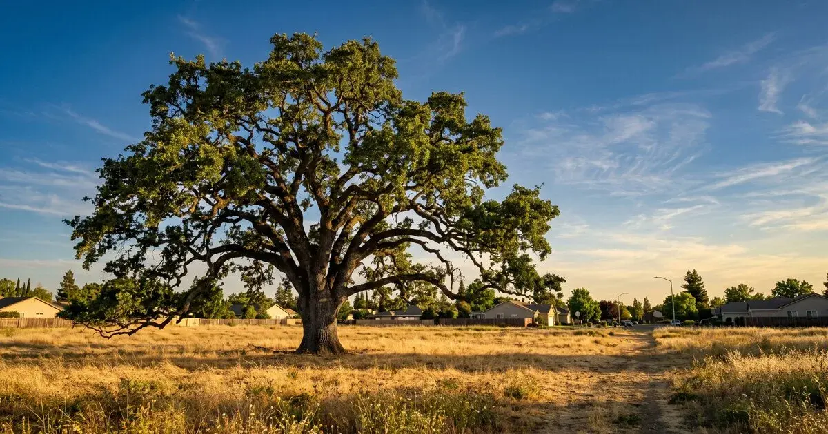 Mature California valley oak with sprawling horizontal branches standing on a Sacramento-region suburban lot with dry golden-brown grass at late afternoon golden hour, suburban houses visible in the background